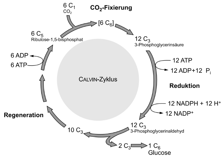 Schematische Darstellung des Calvin-Zyklus mit CO₂-Fixierung, Reduktion und Regeneration zur Bildung von Glucose.